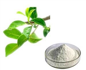 Egcg Green Tea Extract