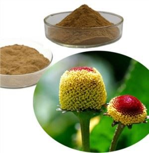 Acmella Flower Extract