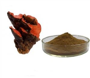 Antrodia Extract