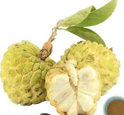Annona Squamosa Seed Extract